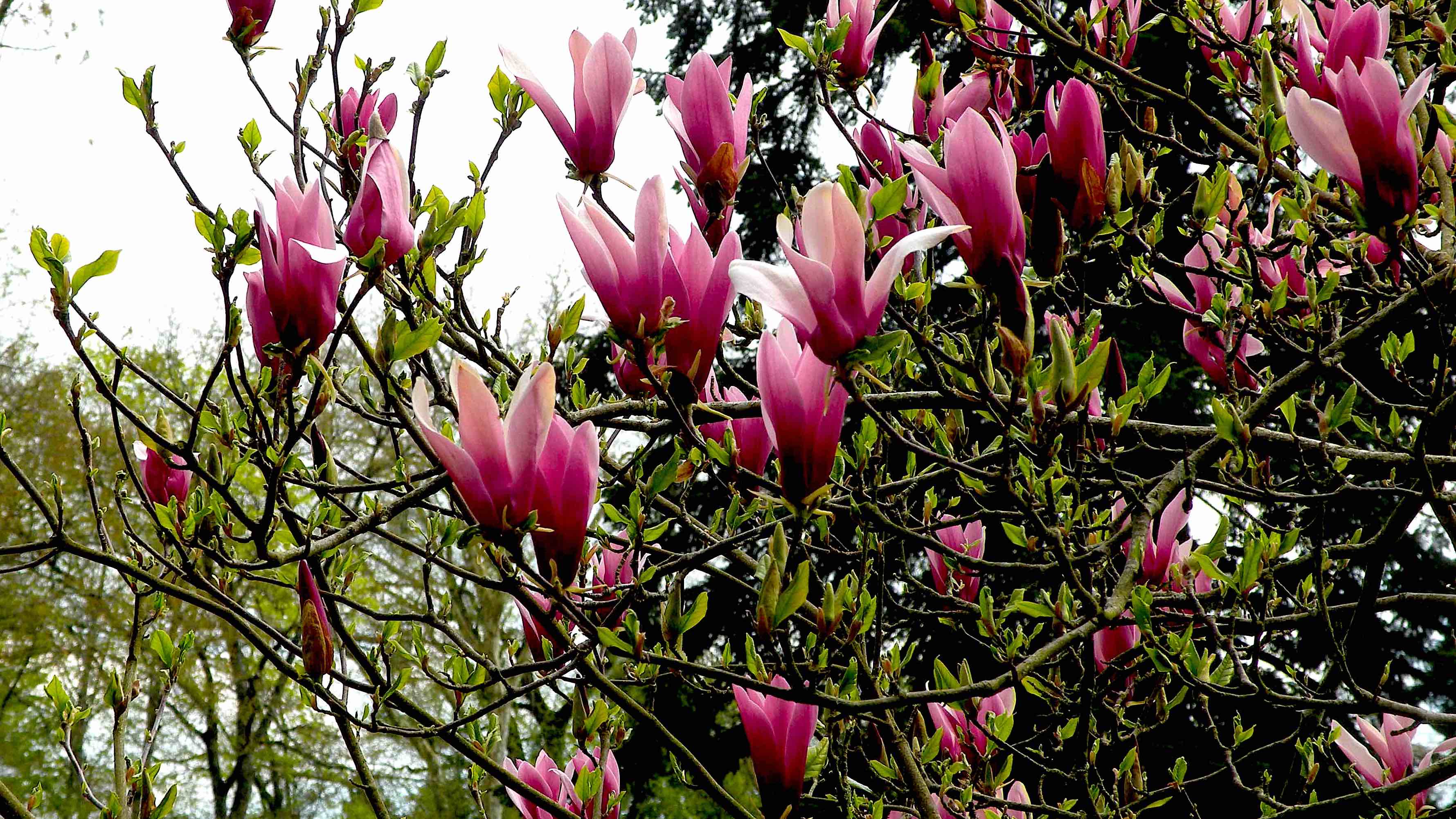 magnolias-roses-arboretum-grande-lienne
